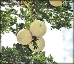 Thai Woodapple-Kotbel Plant