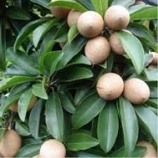 Thai Sopheda Fruit Plant