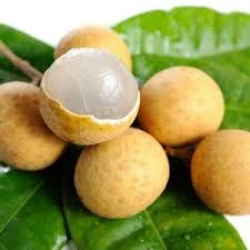 Thai Longan Grafting Plant