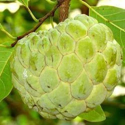 Sharifa Fruit Plant Hybrid