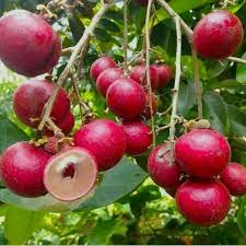 Ruby Longan Fruit Plant