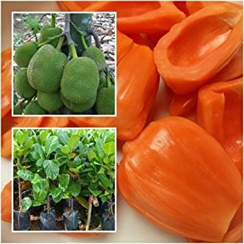 Red Jackfruit Vietnam-Grafted