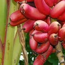 অগ্নিশ্বর কলা  Ognishor Red Banana Plant