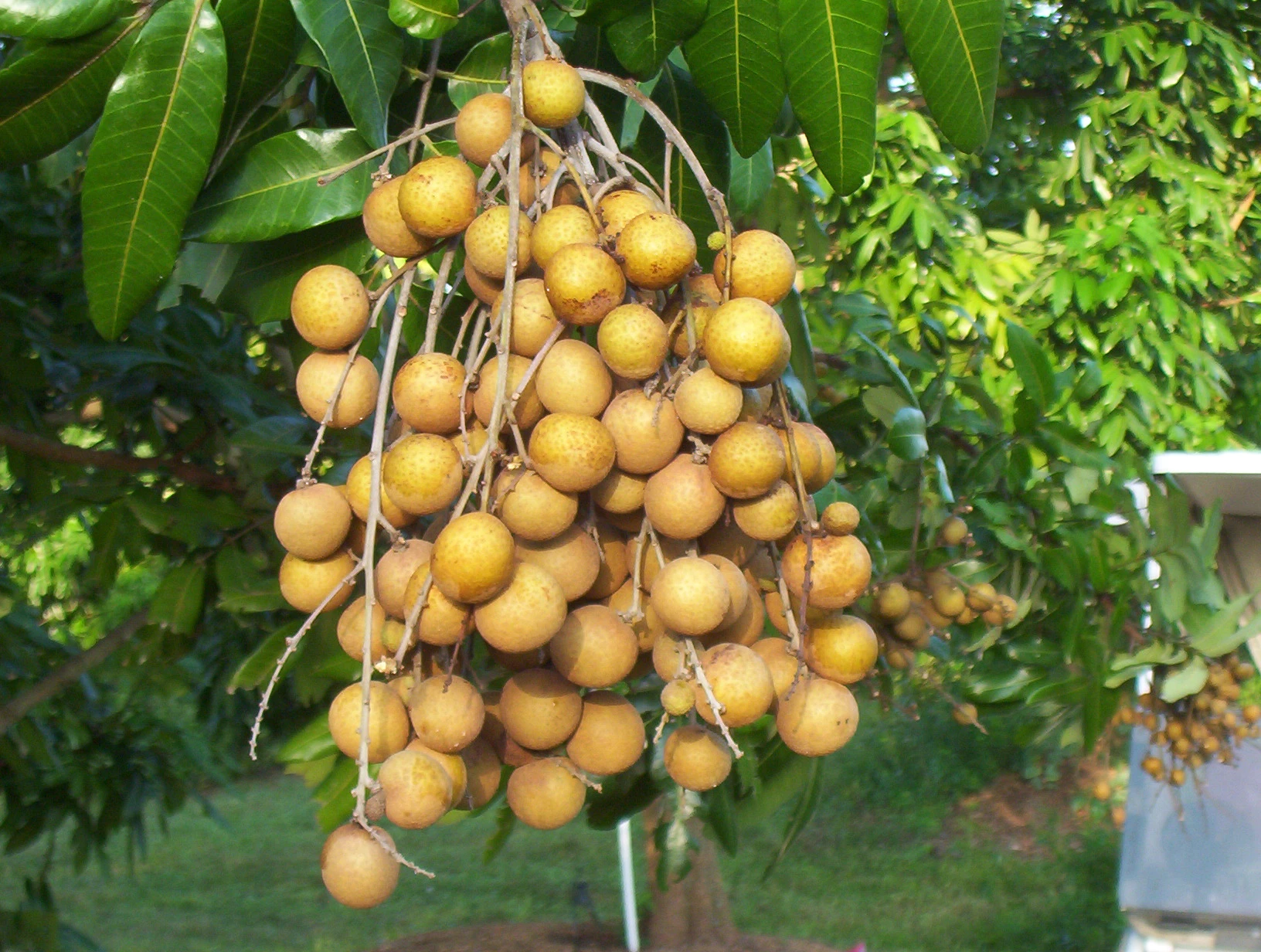 Longan Fruit Plant Local
