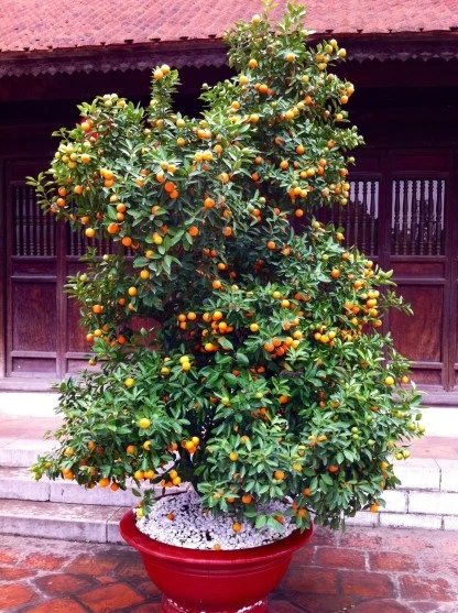 Litchi Fruit Plant Bombai