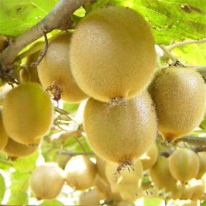 Kiwi Fruit Plant-কিইউ চারা 