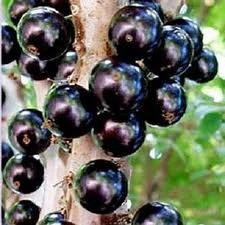 Jabaticaba Fruit Tree -জাবাটিকাবা