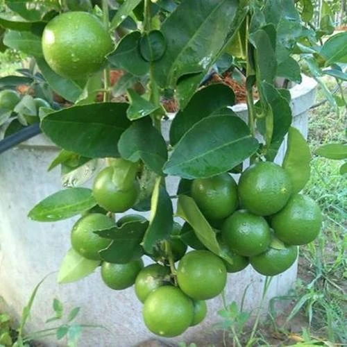 Hazari Lemon Tree