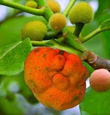 Dewa Fruit Plant
