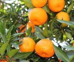 Darjeeling Orange Fruit Plant
