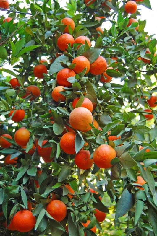 China Sweet Orange