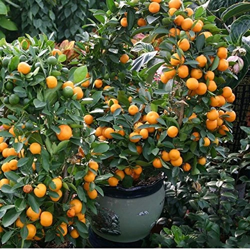 China Orange Tree