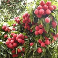 China 3 Lychee Plant