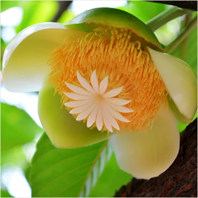 Chalta Fruit Plant Hybrid
