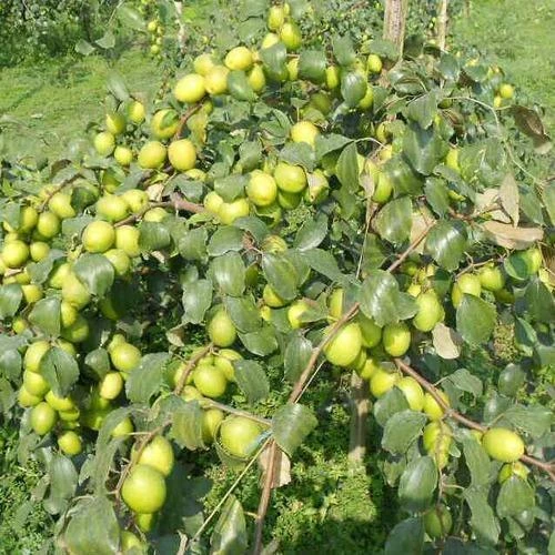 Bol Sundari variety