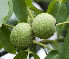 Akhrot Fruit Plant 