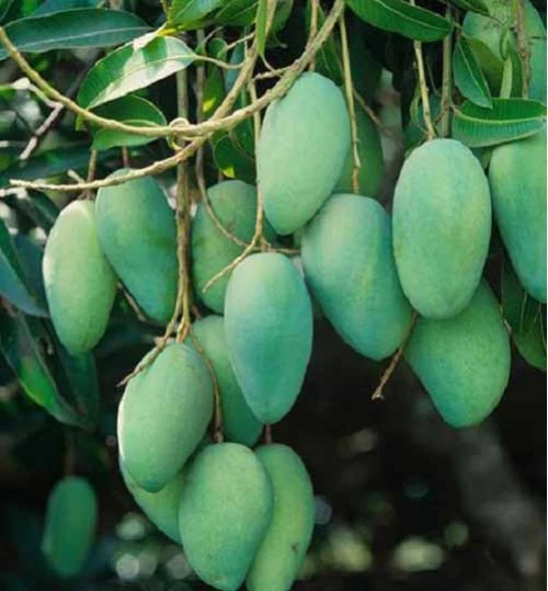 Langra mango plant