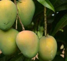 Khirsapat Mango Tree 
