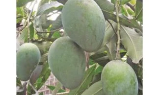 Haribhanga Mangoes Plant 