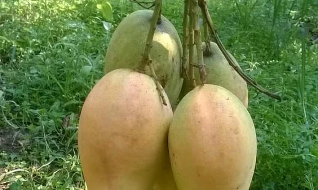 Bari-11 Mango Tree Plant