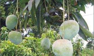 Bari 4 Mango Tree Plant