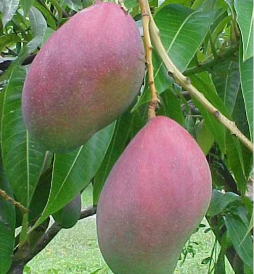 Palmar Mango Plant