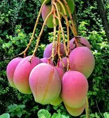 American Parmar mango