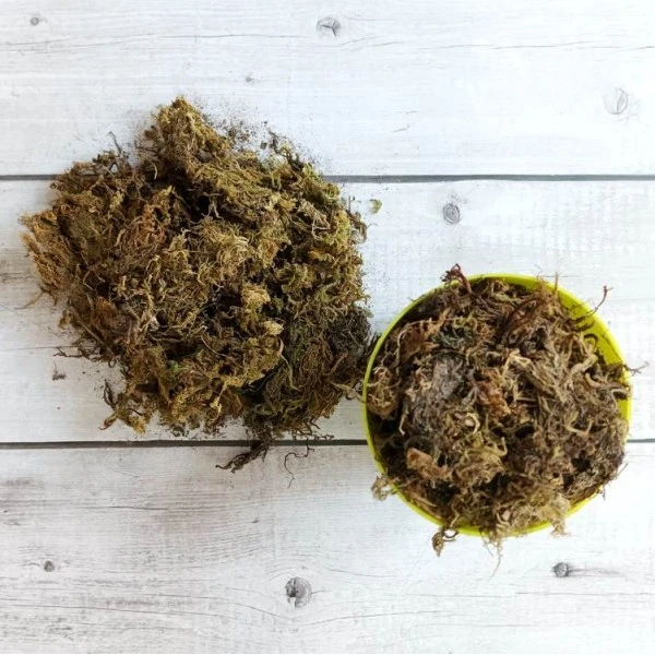 Sphagnum Moss Dry Moss 