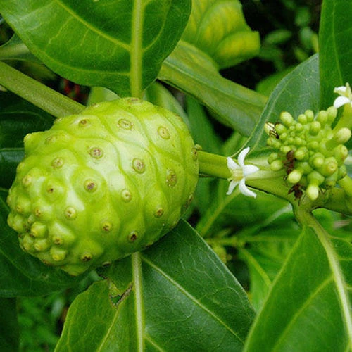Noni Plant