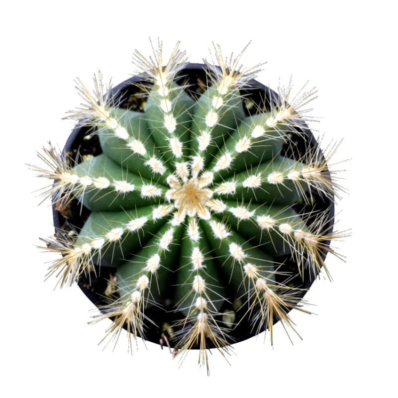 Balloon Cactus - Parodia Magnifica