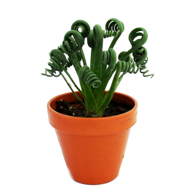 Aloe Brevifolia Succulent Plant