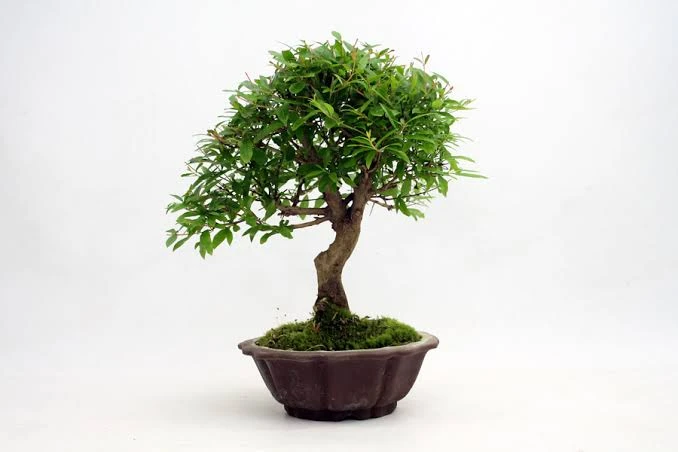 Pomegranate Plant Bonsai