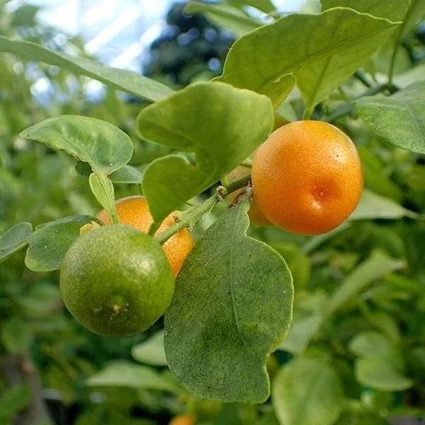 Mosambi - Bangladeshi Sweet Lime Plant