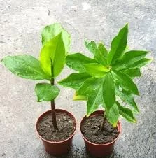 Insulin plant