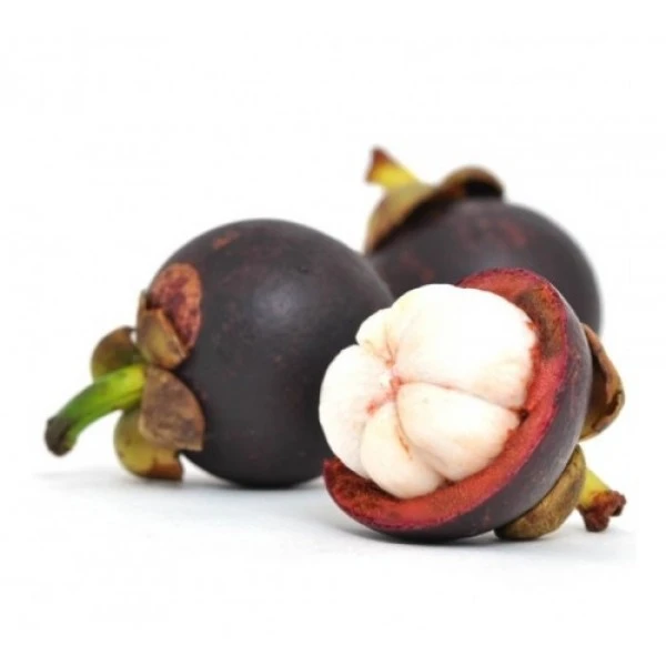 Mangosteen Plant - Garcinia Mangostana