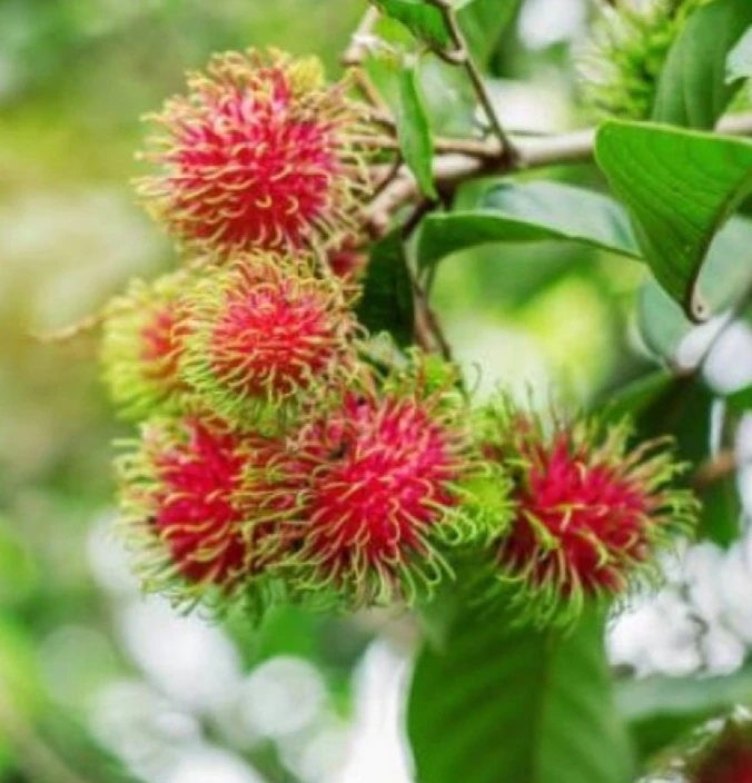 Rambutan grafting Fruit Plant