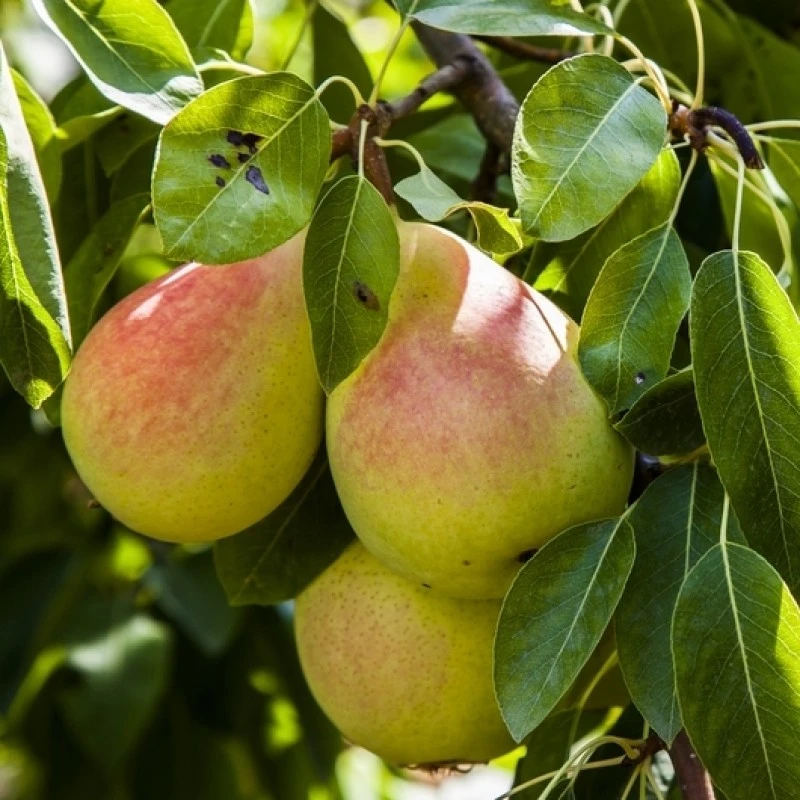  Nashpati Plant