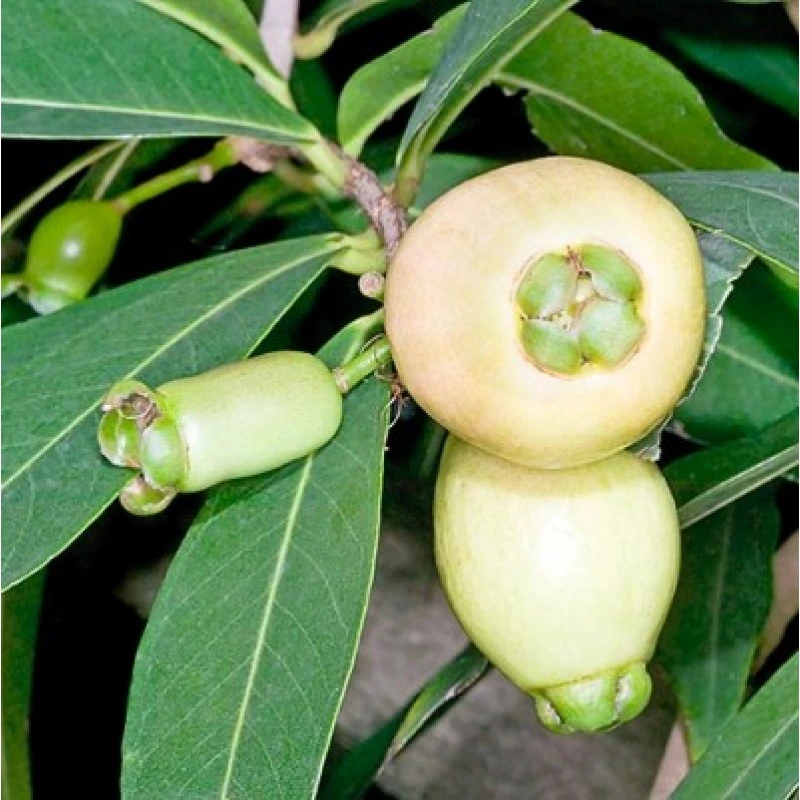 Jamrul plants