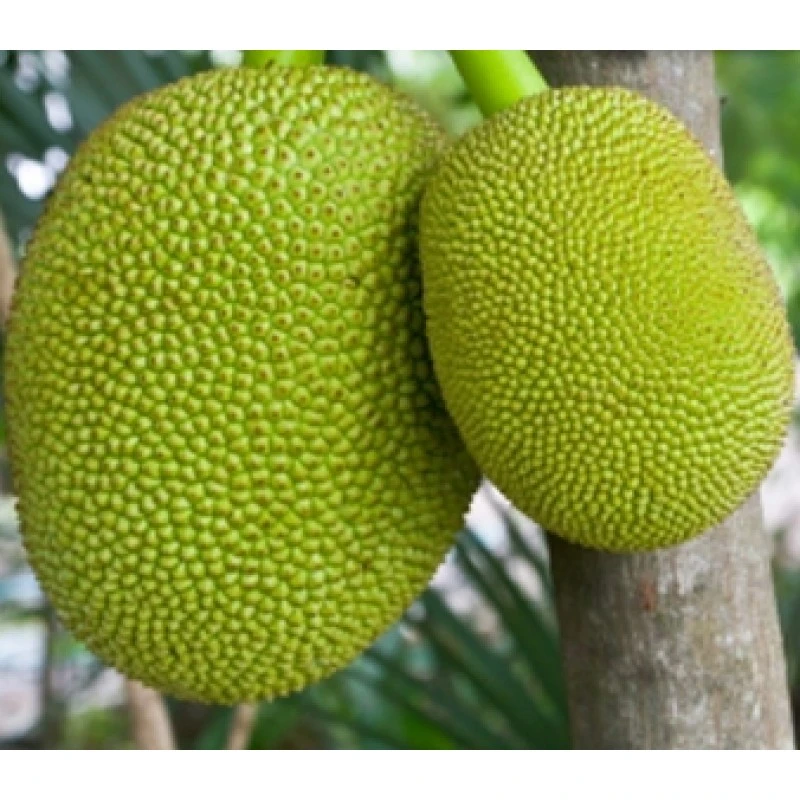 Grafted Jackfruit Plant