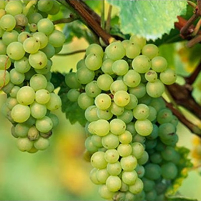 Grape, Angoor (seedless) Plant