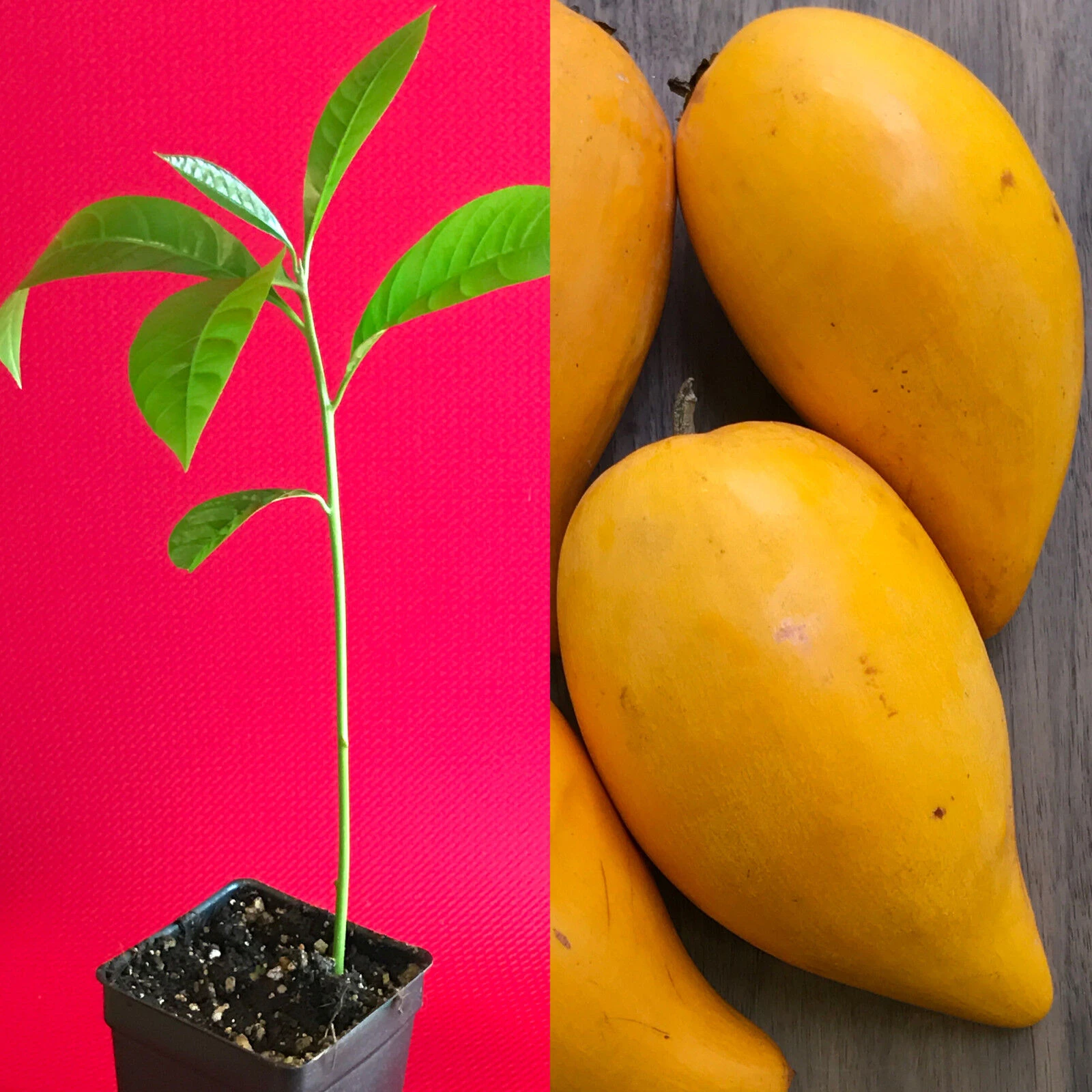 Miyazaki mango Egg Fruit Plant