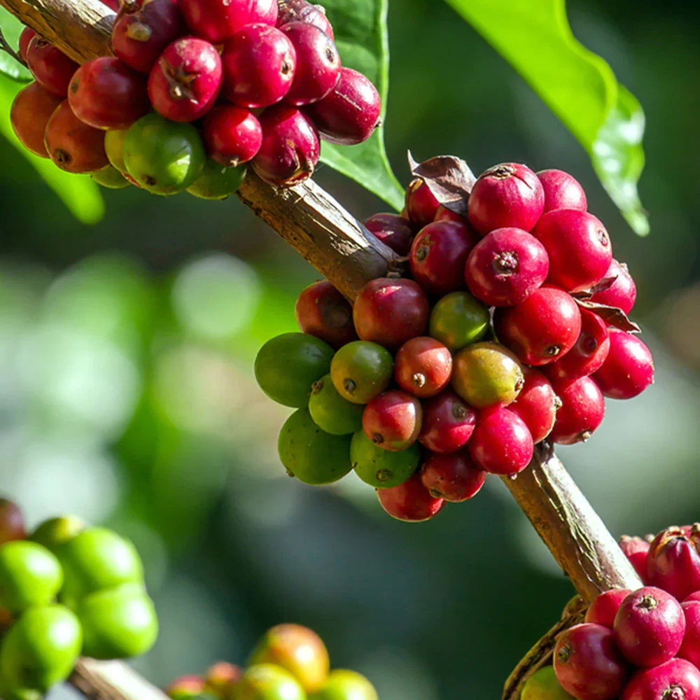 Coffee Plant Tree in Bangladesh 