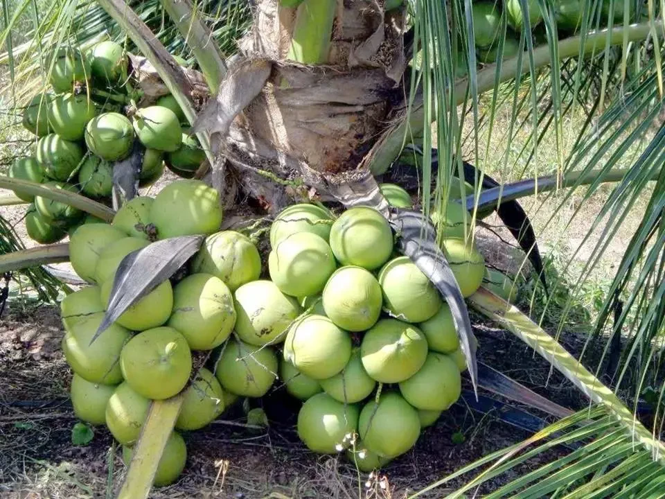 Vietnam Coconut Tree Plant