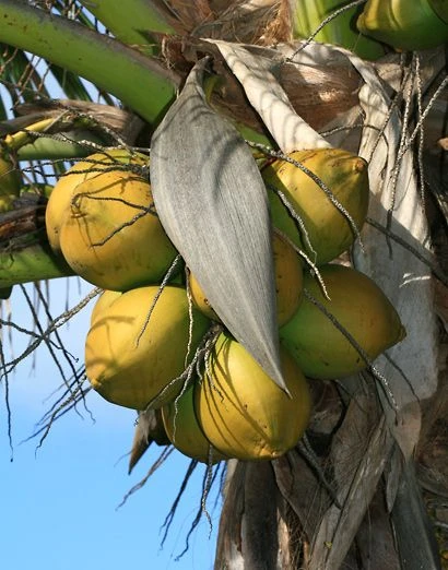 Coconut Golden Plant Tree