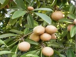  Sapota (Grafted) Fruit Plant