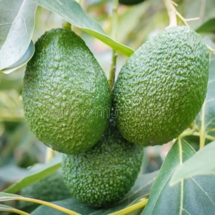 Avocado Plant 