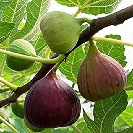 Anjeer  Live Plant  মিশরী ডুমুর কলমের চারা