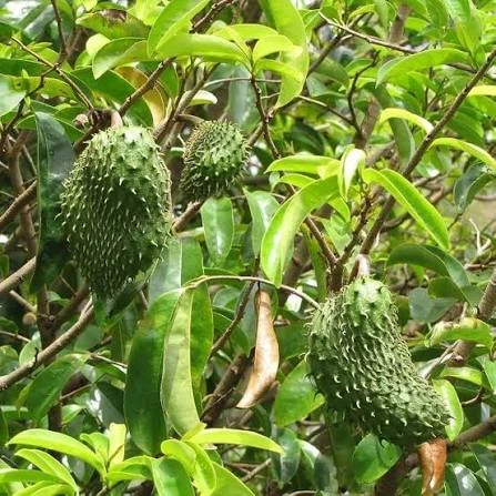 Corsal plant