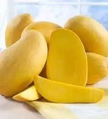 Chosha Mango Plant-চোষা আম