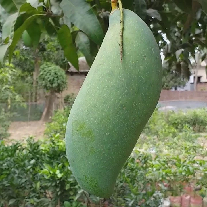 Thai Kiojay Mango Plant-কিউজাই আম